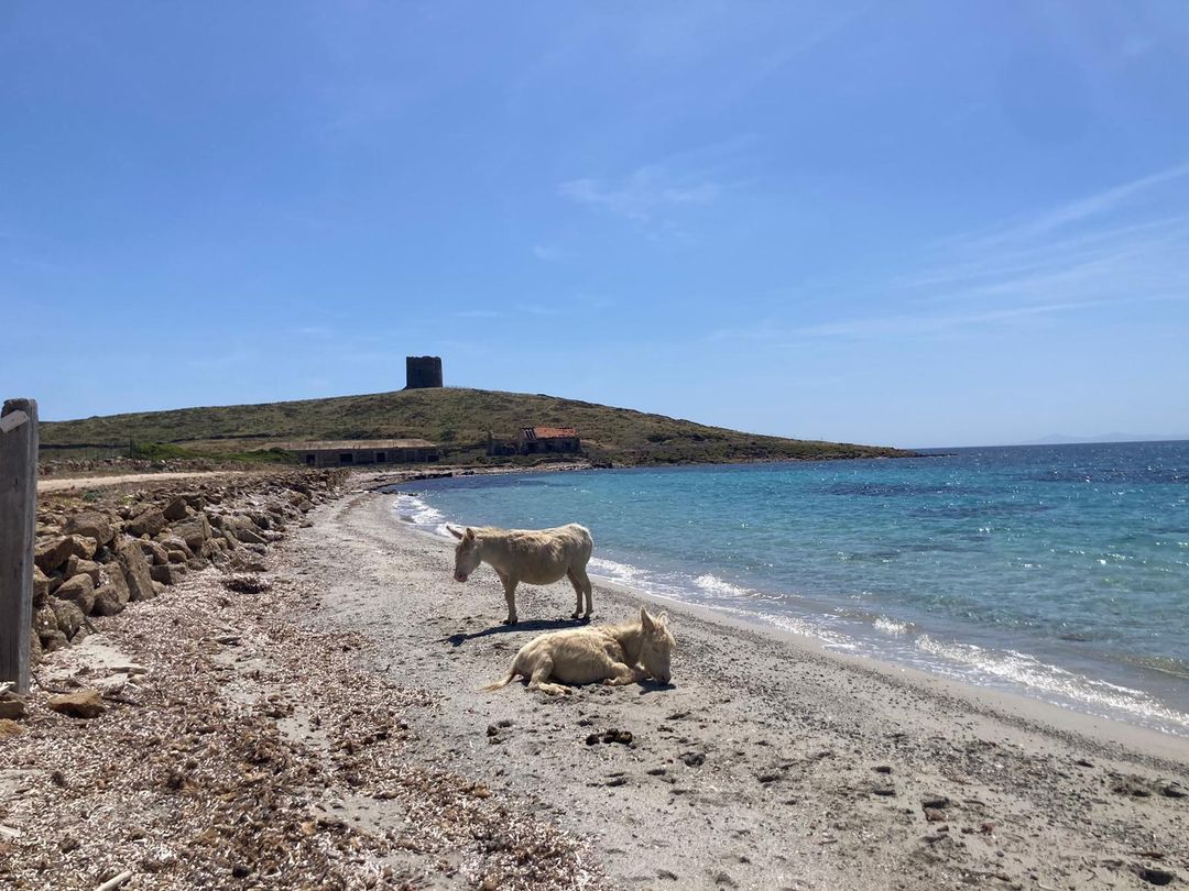 Asinello bianco dell'Asinara